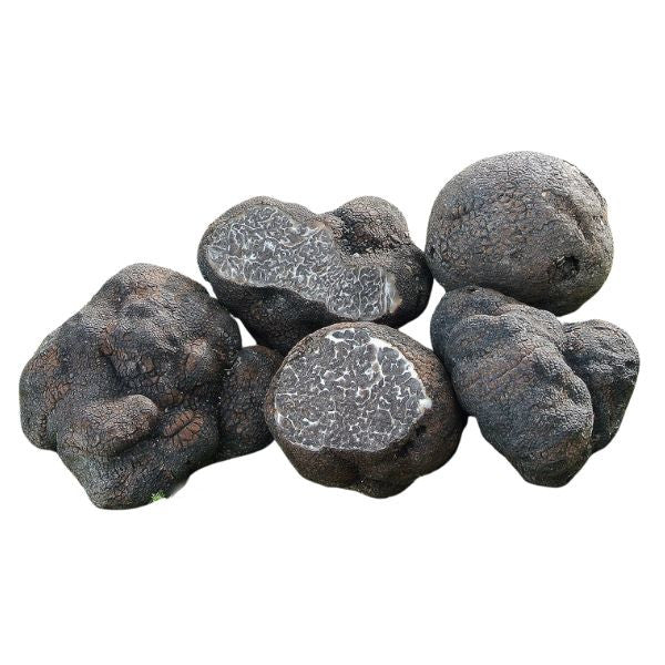 Tartufo nero con spore grandi - (Tuber Macrosporum)