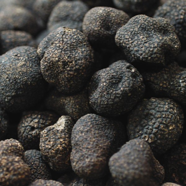 Tartufo nero estivo (Tuber Aestivum)