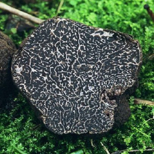 Precious Black Truffles (Tuber Melanosporum) 