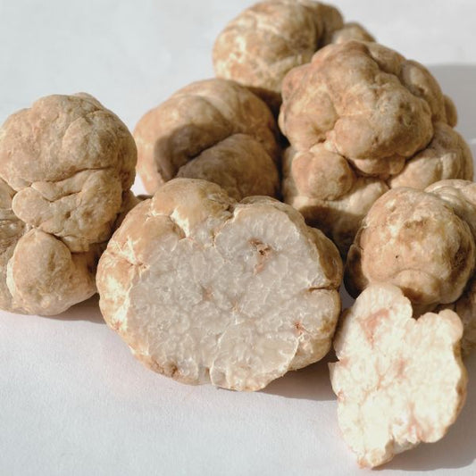 Honey White Truffles - (Sand Truffles) - (Terfezia terfezioides)